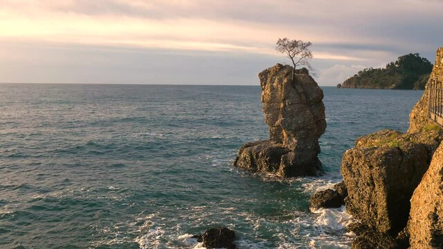 Lonely tree grown on a solitary rock at sea