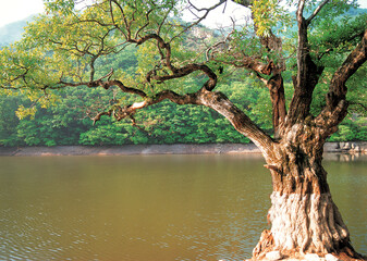 tree by the river