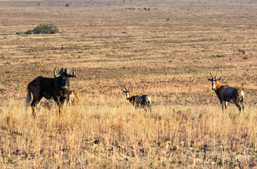 Black Wildebeest