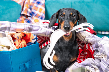 Funny dachshund dog sorts things in the wardrobe, sits in pile of clothes with hanger in his teeth...