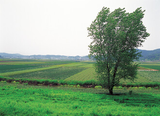 tree and peddy fields