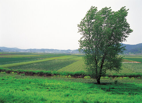 tree and peddy fields