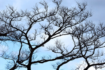 Fototapeta na wymiar branches of tree