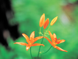Obraz premium flower, Lilium concolor var parthenon