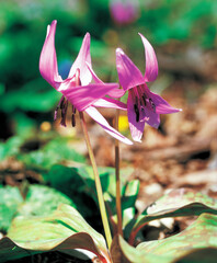 Obraz premium flower, Dog's tooth violet