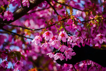 pink cherry blossom