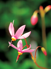 pink wild flowers