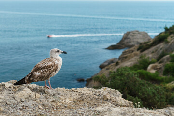 Fototapeta na wymiar Seagull on a rock, against the blue sea with a motor boat.
