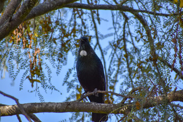 crow on a tree