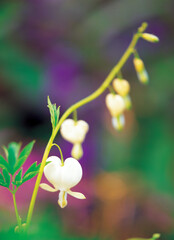 flower, Dicentra spectabilis