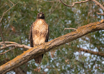 Red-tailed Hawk
