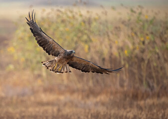 Swainson's Hawk in Flight