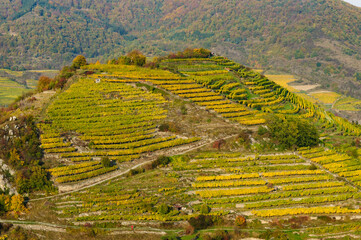 vineyards near spitz in the austrian danube valley wachau