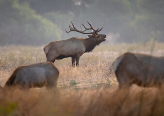Tule Elk Bull Bugling