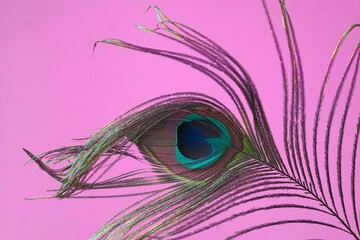 Obraz premium peacock feather on pink background