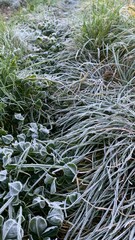 grass in the snow