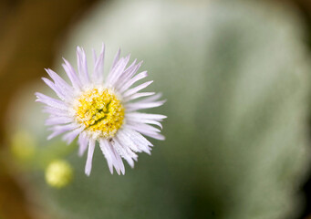 Obraz premium wild flowers in nature