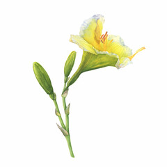 Branch of beautiful yellow lilly flower with buds (also called Lemon Lily, Yellow Daylily, lilium, liliaceae). Watercolor hand drawn painting illustration isolated on white background.