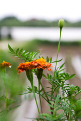 wild flowers in nature