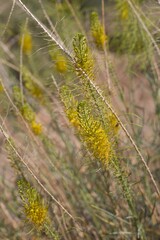Yellow raceme inflorescences bloom on Princes Plume, Stanleya Pinnata, Brassicaceae, native hermaphroditic perennial subshrub in Joshua Tree National Park, Southern Mojave Desert, Summer.