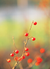 cherries hung on the boughs