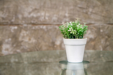 Artificial succulent plant in ceramic pot on glasses tabler beside cement wall