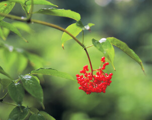 cherries hung on the boughs