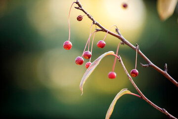 fruits hung on the boughs