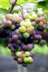 grapes hung on the boughs