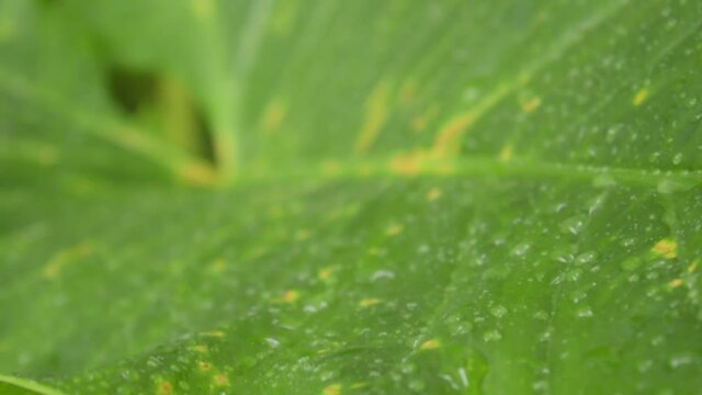 Rain falling on green plant leaf. Kachu pata or mammoth elephant ear bulb with water raindrops. Summer Rain Video Footage. Nature Rainy Season Background. Sound Effect. Selective Focus on foreground.