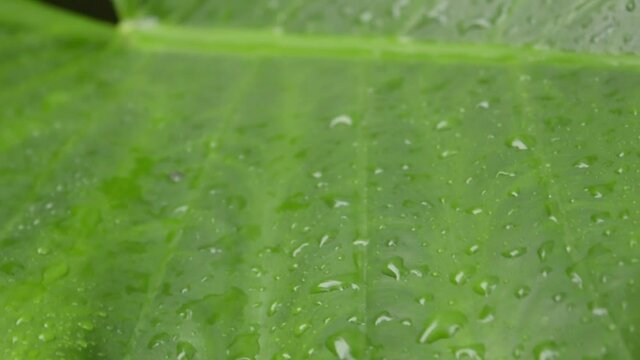 Rain falling on green plant leaf. Kachu pata or mammoth elephant ear bulb with water raindrops. Summer Rain Video Footage. Nature Rainy Season Background. Sound Effect. Selective Focus on foreground.