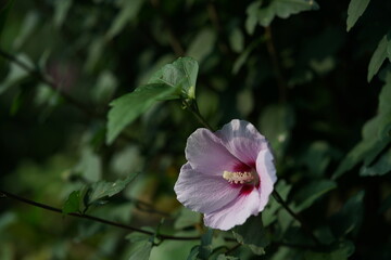 Light Pink Flowers of Rose of Sharon in Full Bloom
