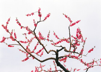 pink flowers on white background
