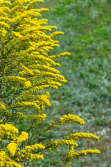 Solidago canadensis called Canadian Goldenrod, vertical photo. Ornamental plant with autumn yellow flowers bloom. Floral yellow natural background copy space design