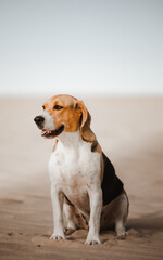 Beagle sentado sonriendo