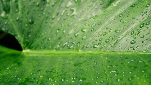 Rain falling on green plant leaf. Kachu pata or mammoth elephant ear bulb with water raindrops. Summer Rain Video Footage. Nature Rainy Season Background. Sound Effect. Selective Focus on foreground.