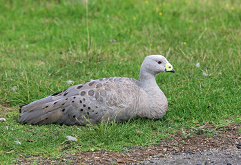 Cape Barren Goose resting on grass  - Phillip Island, Victoria, Australia