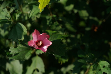 Obraz premium Light Red Flowers of Rose of Sharon in Full Bloom 