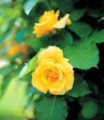 flower, yellow rose