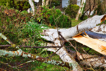 Close up of five big birch trees are downed in garden after strong tornado and wing storm. Disaster for insurance company