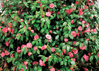 flower, pink roses