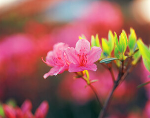 flower, pink rhododendron