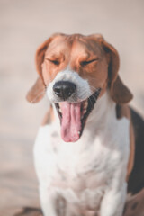 Beagle bostezando