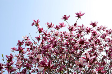 flower, Magnolia liliflora Desr