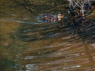 Duckling Close