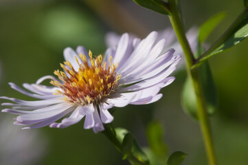 Obraz premium European Michaelmas daisy plant