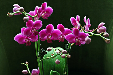 pink lotus and buds