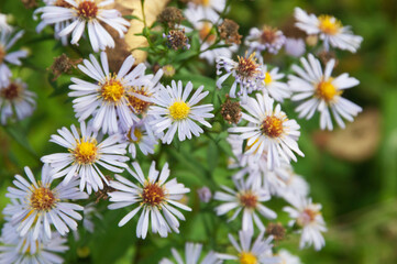 European Michaelmas daisy plant
