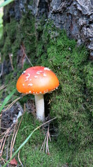 Fly agaric among the moss