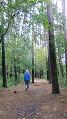 Obraz premium Nordic walking in the woods